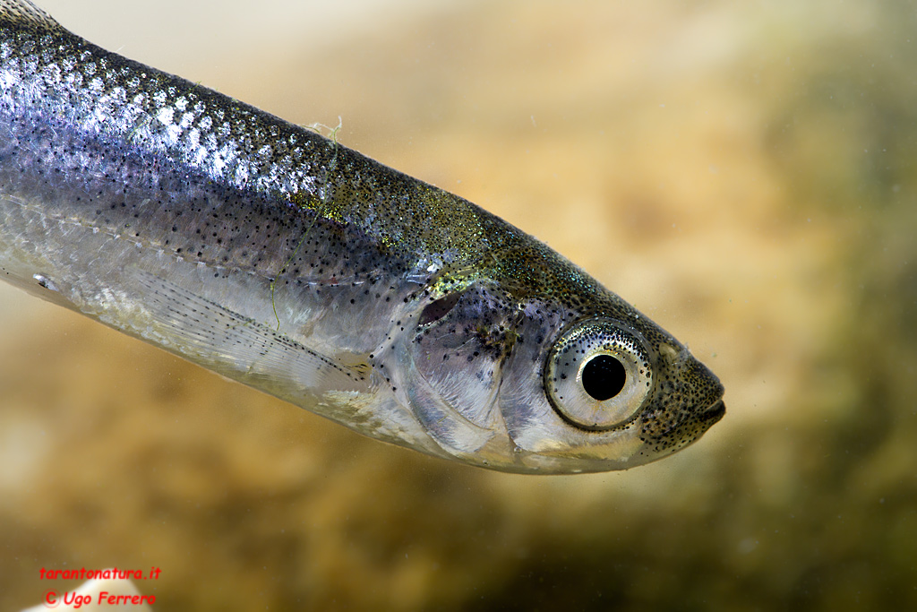 Pesci da identificare, grazie ! (Alburnus arborella)